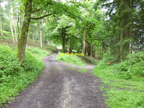 Photo 6"x4" Blackslough Wood, footpath and bridleway junction Gasper c2012