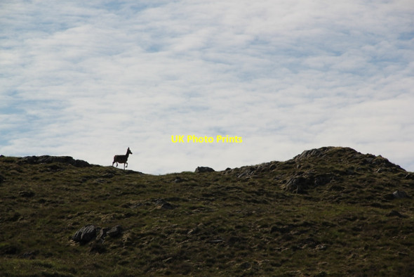 Photo 6"x4" Red deer Dalelia c2012
