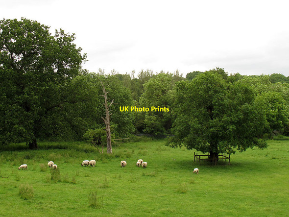 Photo 6"x4" Sheep at Woodlands Farm Bexley c2012