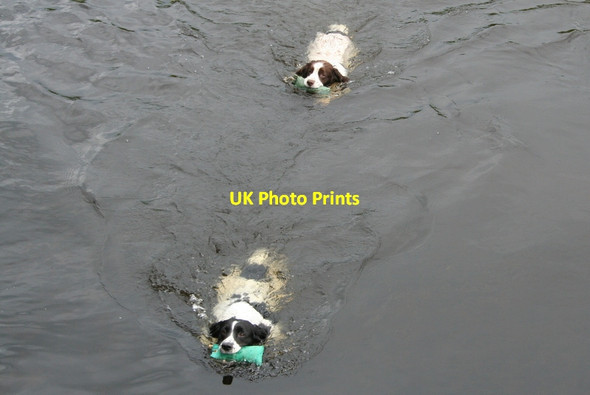 Photo 6"x4" Continuation training in the river Lossie Windyridge\/NJ2367 c2012