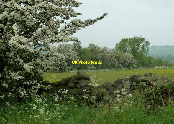 Photo 6"x4" Meadow and hedge in early June Kelstedge c2012