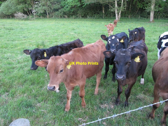 Photo 6"x4" Inquisitive Bullocks Garlieston c2012