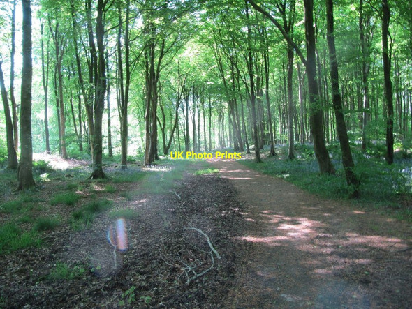 Photo 6"x4" Path through the Forest Kirkinner c2012