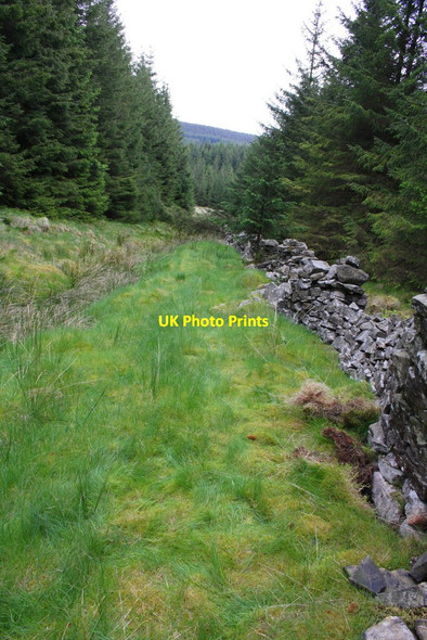 Photo 6"x4" Wall running through forestry at Green Haw Moor Old Ing Moor c2012