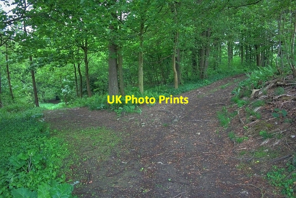 Photo 6"x4" Track Junction, Thwaite Plantation Clapham\/SD7469 c2012