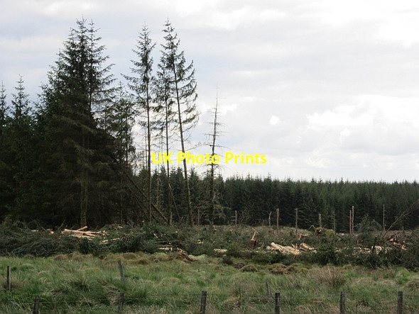 Photo 6"x4" Tree harvesting, Logoch Laigh Carnduff c2012