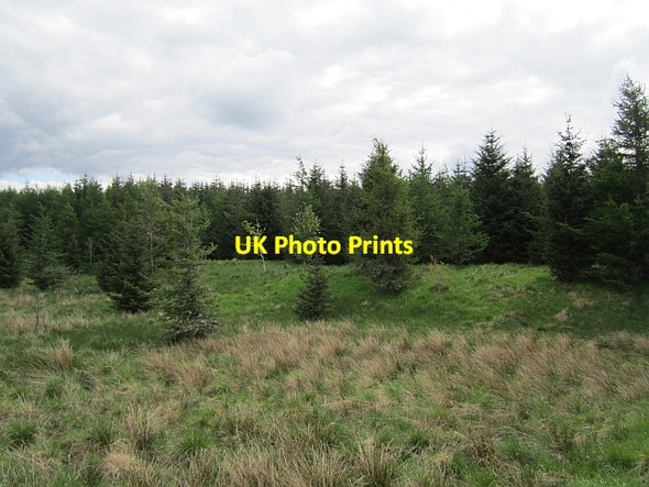 Photo 6"x4" Forest on Mossmulloch Gilmourton c2012