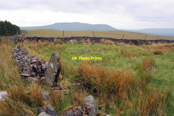 Photo 6"x4" Gatepost in ruinous dry stone wall at forest edge Old Ing Moor c2012