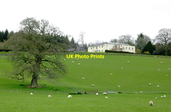 Photo 6"x4" Grazing on the Llysdinam estate near Newbridge, Powys Newbridge-on-Wye c2012