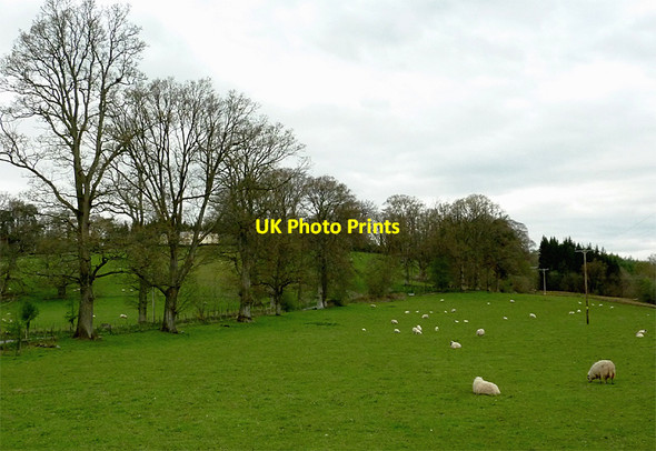 Photo 6"x4" Pasture north-west of Newbridge, Powys Newbridge-on-Wye c2012