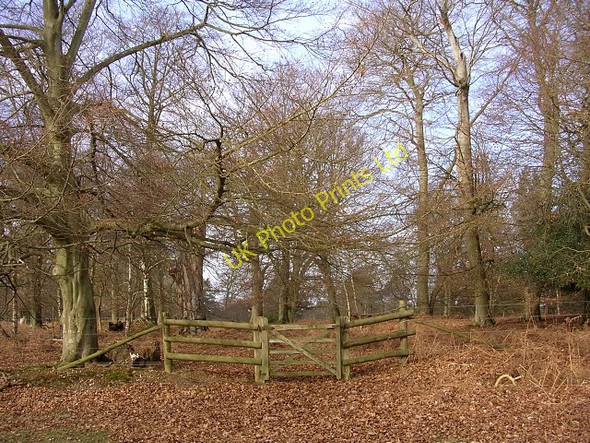 Photo 6"x4" Gateway to the Church Place corner of the Denny Inclosure, New Forest Clayhill\/SU3007 c2006