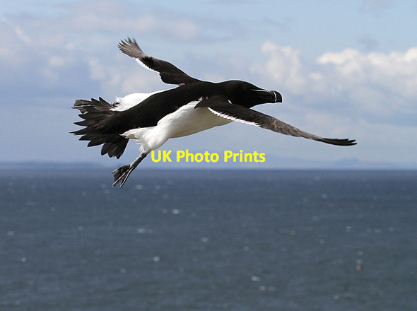 Photo 6"x4" A razorbill at the Isle of May Tarbet Hole c2012