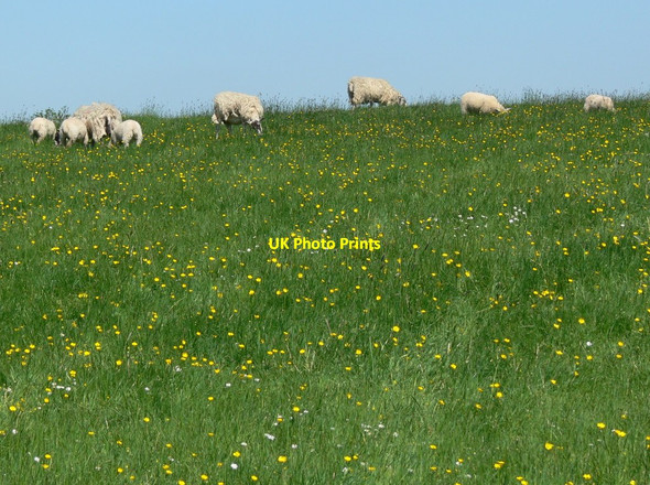 Photo 6"x4" Grazing sheep north of Twyford Road Barsby c2012
