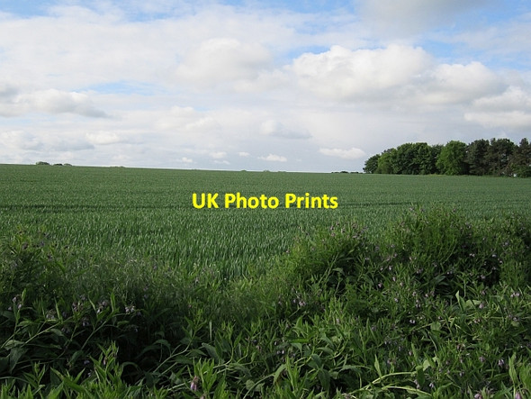 Photo 6"x4" Wheat, Bonnington Mains Bonnington\/NT1169 c2012