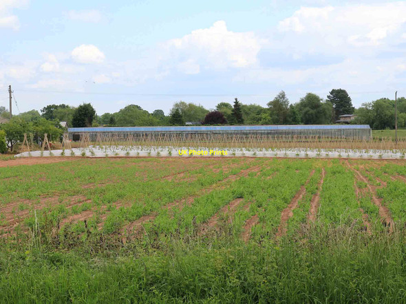 Photo 6"x4" Glasshouses and bean poles Lower Binton c2012