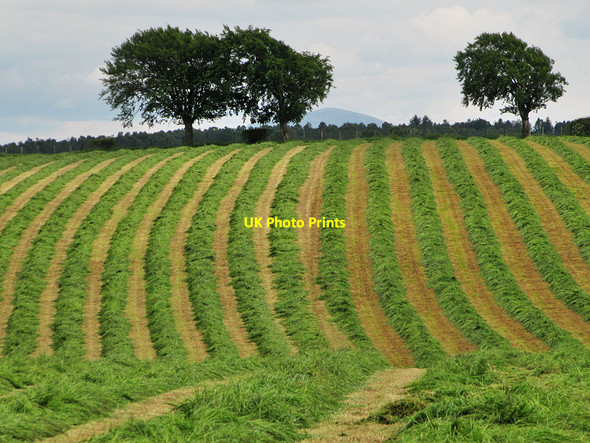 Photo 6"x4" Field of cut grass near Udston Stonehouse\/NS7546 c2012