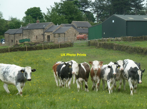 Photo 6"x4" Cattle in a field near Blakelow Farm Holestone c2012