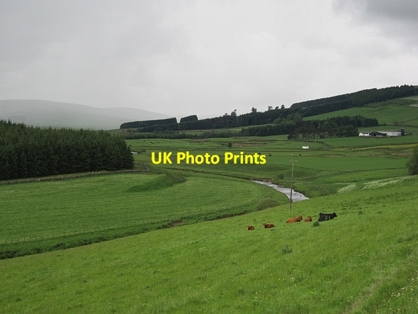 Photo 6"x4" Cattle, Crawfordjohn Crawfordjohn c2012