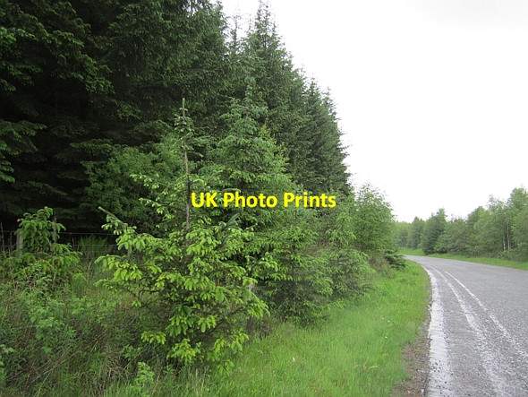 Photo 6"x4" B7078, Mainshill Wood Uddington c2012