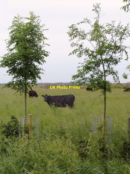 Photo 6"x4" Cattle grazing, Tubney Fen Reach\/TL5666 c2012