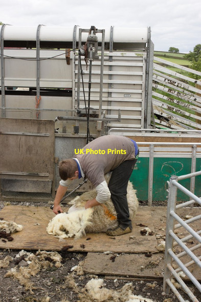 Photo 6"x4" Sheep Shearing, Birchfield Farm Hartwith c2012