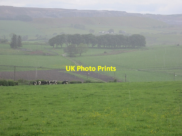 Photo 6"x4" Cows, Rigside Douglas Water\/NS8736 c2012