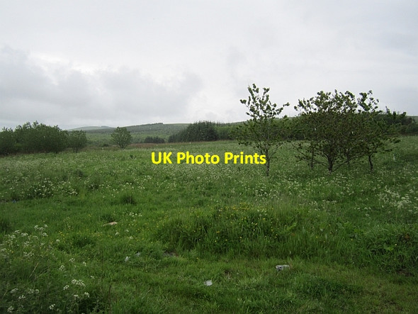 Photo 6"x4" Summer vegetation, Longmoor Hill Rigside c2012