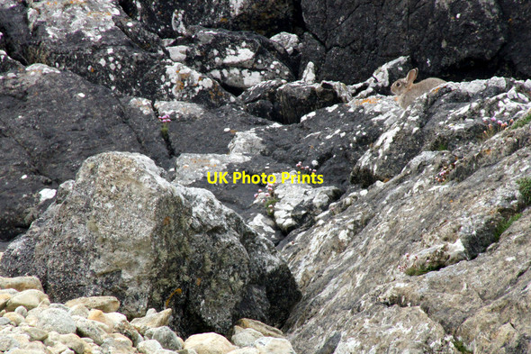 Photo 6"x4" Spot the rabbit; on the coast between Brough Taing and Heuken Ordale c2012