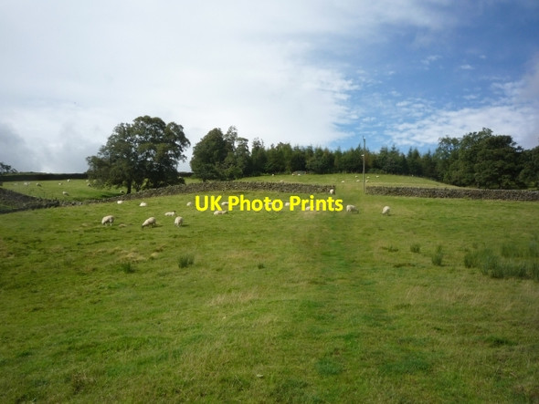 Photo 6"x4" Sheep off the water board road Middlesmoor\/SE0974 c2009