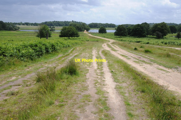 Photo 6"x4" The Capital Ring, Richmond Park Richmond\/TQ1874 c2012