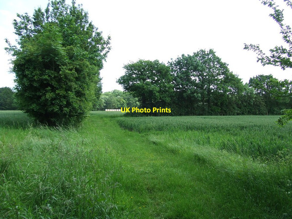 Photo 6"x4" Very Green Daw's Cross c2012