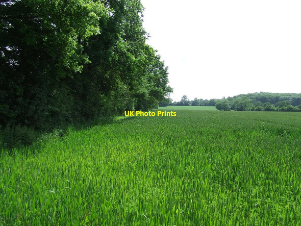 Photo 6"x4" Field Boundary Daw's Cross c2012