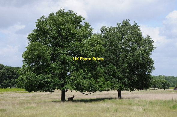 Photo 6"x4" Deer under trees, Richmond Park Kingston Upon Thames c2012