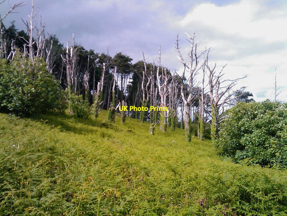 Photo 6"x4" Edge of forestry Castlefreke c2012