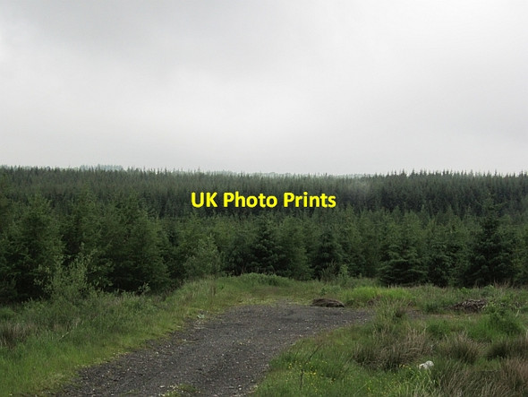 Photo 6"x4" Camilty Plantation Harburn\/NT0461 c2012