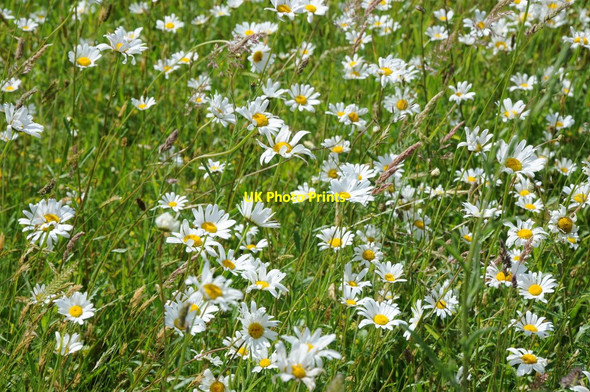 Photo 6"x4" Moon daisies, Ham House Richmond\/TQ1874 c2012