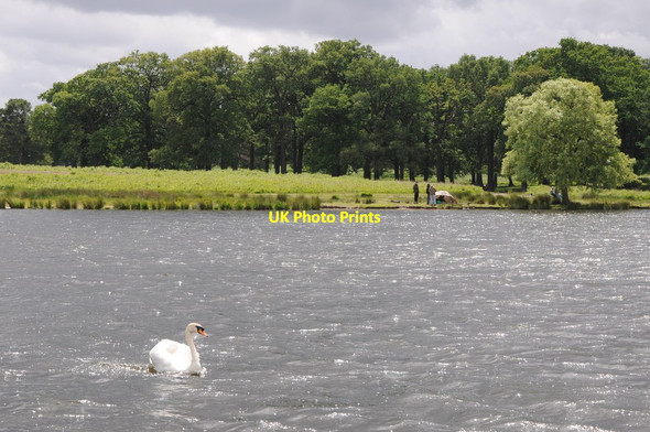 Photo 6"x4" Mute swan on Pen Ponds Kingston Upon Thames c2012