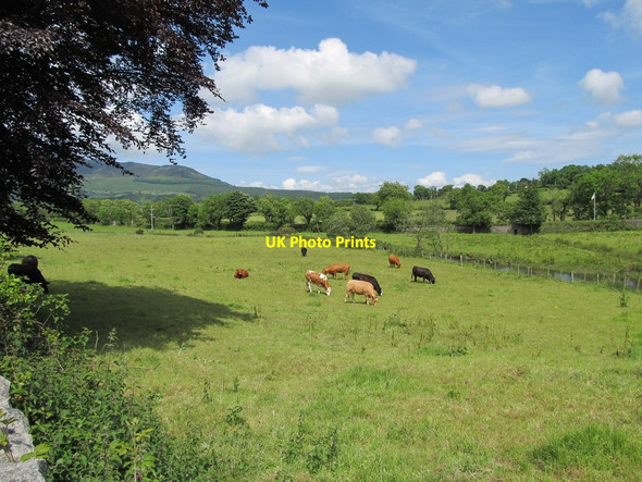 Photo 6"x4" Cattle on riverside meadows by the Forkhill River Forkhill c2012
