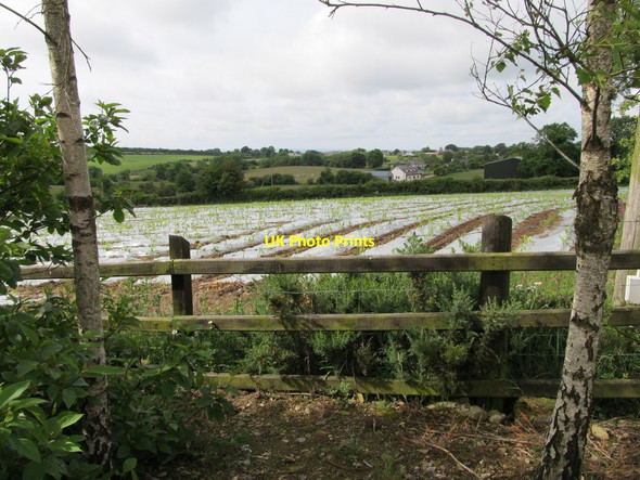 Photo 6"x4" Growing crops under plastic at the Poor Clares Monastery Faughart Upper c2012