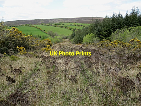 Photo 6"x4" Forest and Heath Saint Mullin's c2012