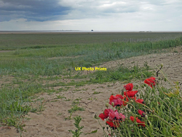 Photo 6"x4" Poppies on the beach at Cleethorpes Cleethorpes c2012