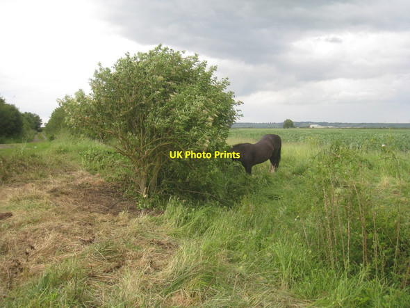 Photo 6"x4" Grazing horse by Meadow Lane Brant Broughton c2012