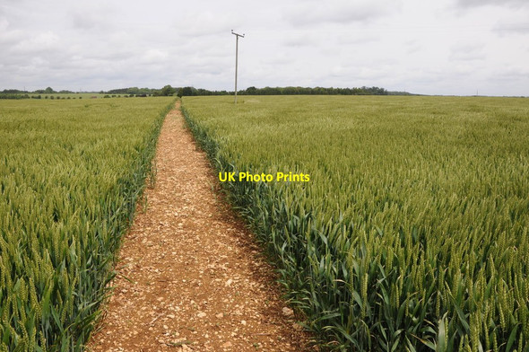 Photo 6"x4" Footpath through a wheat field Winson\/SP0908 c2012