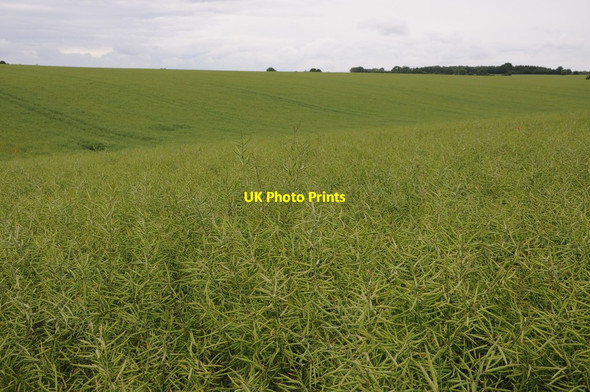 Photo 6"x4" Crop of oilseed rape Ablington\/SP1007 c2012