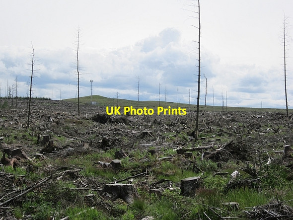Photo 6"x4" Woodmuir Plantation Breich c2012