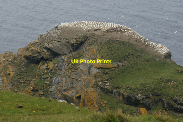 Photo 6"x4" Clingera Stack, Hermaness Clingra Stack c2012