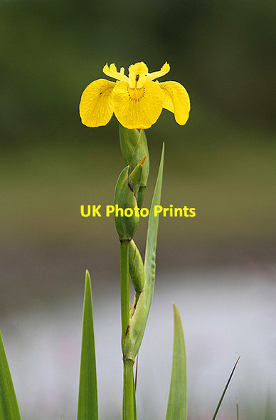 Photo 6"x4" Yellow Flag Iris (Iris pseudacorus) Oban Seil c2012