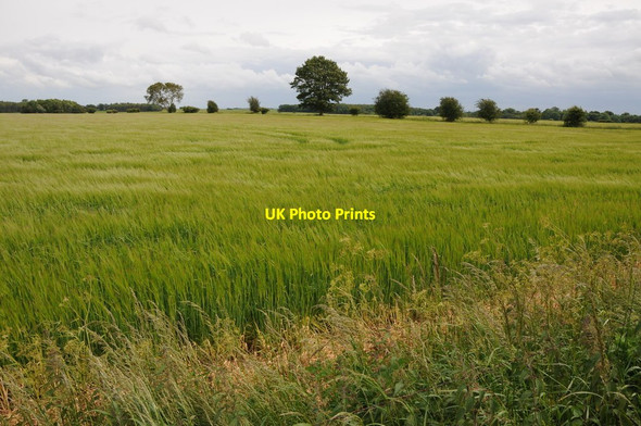 Photo 6"x4" Barley field near Sherborne Sherborne\/SP1714 c2012