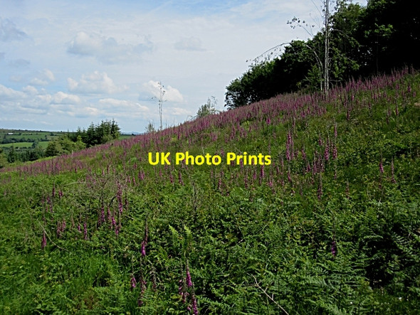 Photo 6"x4" Foxglove Farm Tullagher c2012