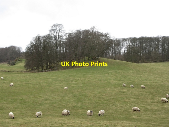 Photo 6"x4" Sheep, Raith Newliston\/NT2592 c2012